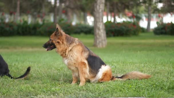 Schäferhund — Stockvideo