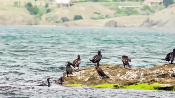 Cormorans dans la mer — Video