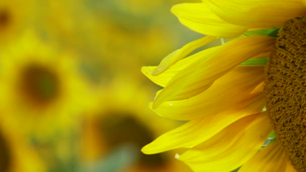 Petali di girasole — Video Stock