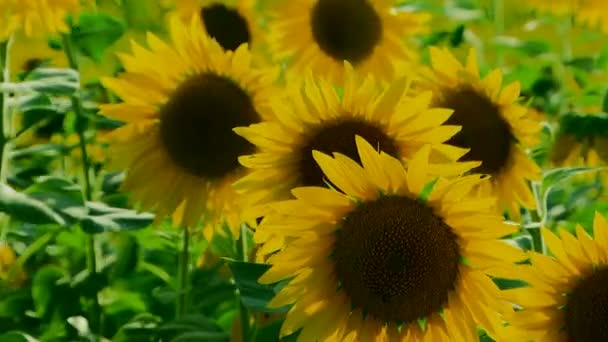 Pochi girasoli — Video Stock