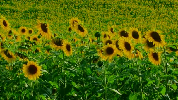 Beautiful Sunflowers — Stock Video