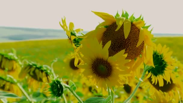Young Sunflowers — Stock Video
