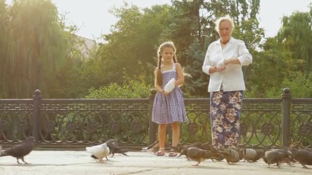 Palomas en un parque — Vídeos de Stock