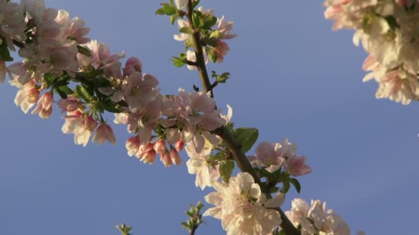 Apfelbaum gegen den Himmel — Stockvideo