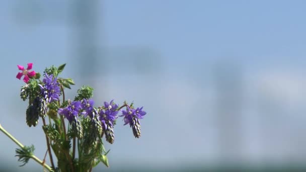 Bloemen op de achtergrond van Power Lines — Stockvideo