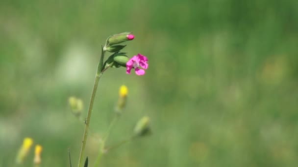 Flores cor de rosa — Vídeo de Stock