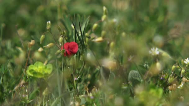 Einsame rote Blume — Stockvideo