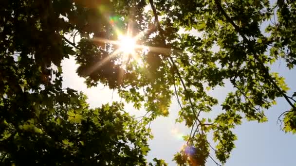 Brilhante luz do sol na floresta — Vídeo de Stock