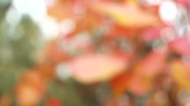 Ön plan üzerinde odaklanan yaprak.