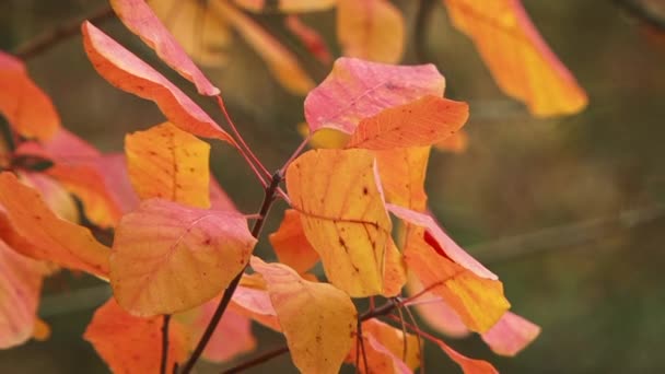 Листья — стоковое видео