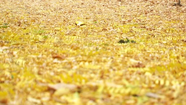 Feuillage sur le sol