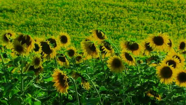 Groep van zonnebloemen — Stockvideo