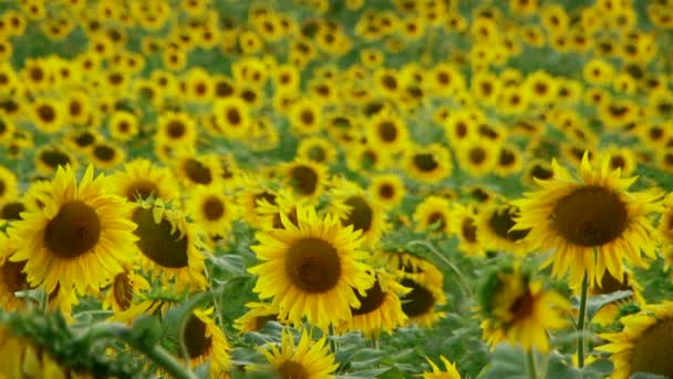 champ de tournesols