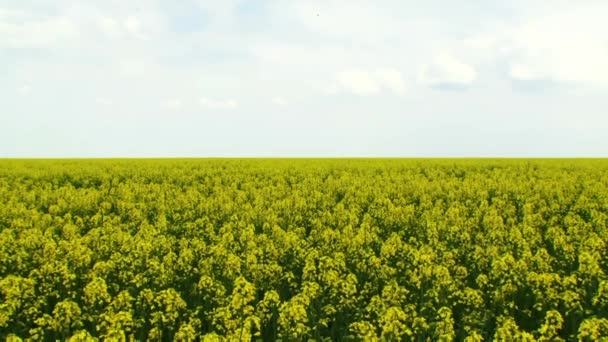 Insects Pollinate Canola — Stock Video
