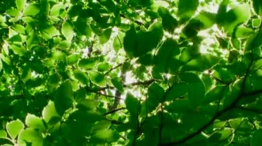 Güneş ışınları