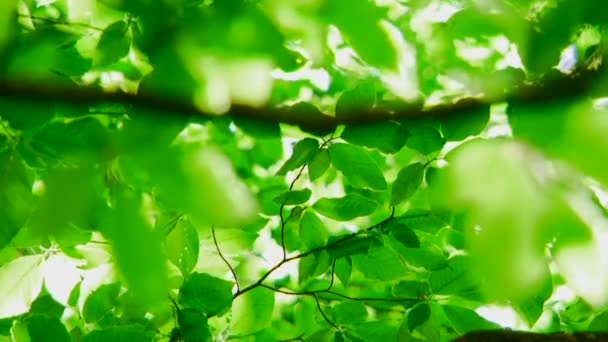 Hojas verdes — Vídeos de Stock