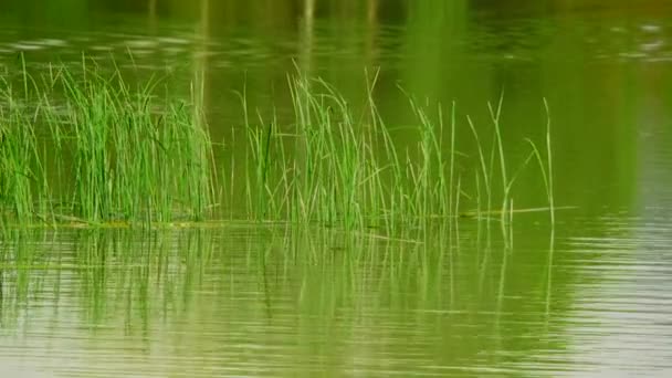 Lago con cañas — Vídeos de Stock