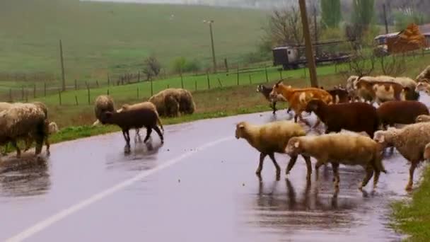 Herd of sheep pass through road. — Stock Video