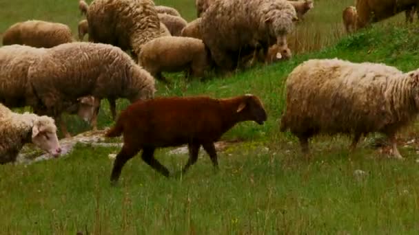 Jagnięcina na pastwisku — Wideo stockowe