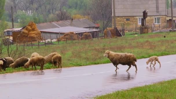 Ovelhas na estrada — Vídeo de Stock