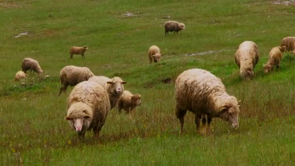 Kleine vee. Kudde schapen. — Stockvideo