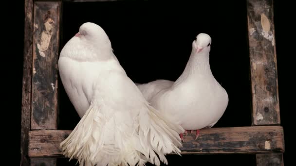 Two White Doves — Stock Video