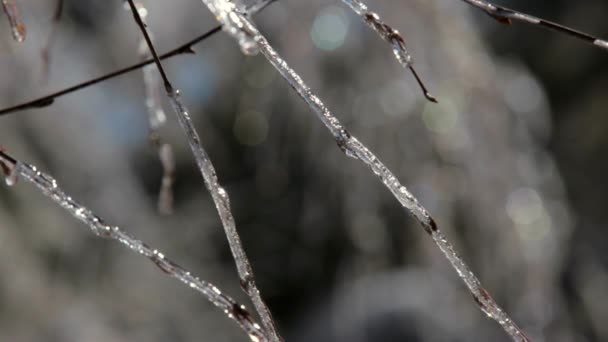 Branches d'arbres couvertes de glace — Video