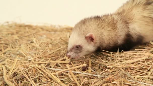 Polecat Eating. Moción lenta — Vídeos de Stock