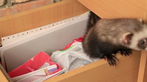 Ferret In A Drawer — Stock Video