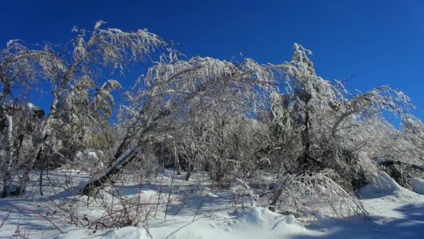 Usines de glace 