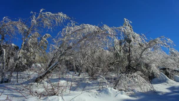 Piante glaciali — Video Stock