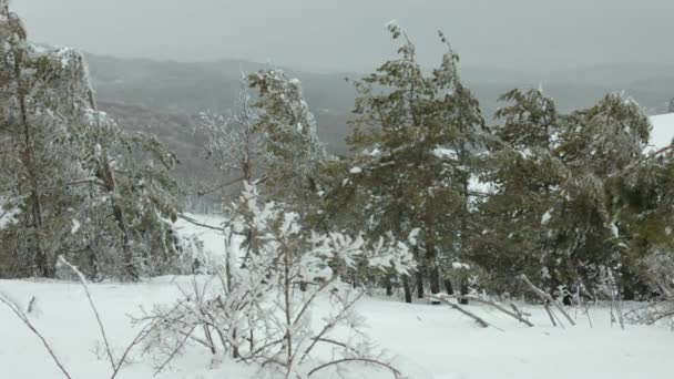 Tempestade de neve na floresta — Vídeo de Stock