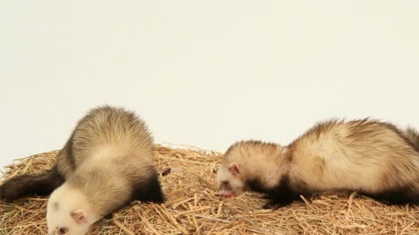 Two Ferrets Eating On A Haystack — Stock Video