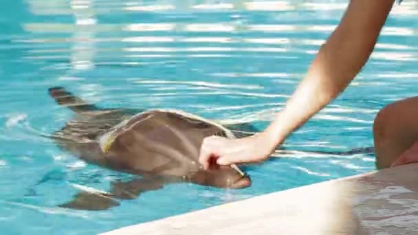 Mão humana tocando golfinho na piscina — Vídeo de Stock