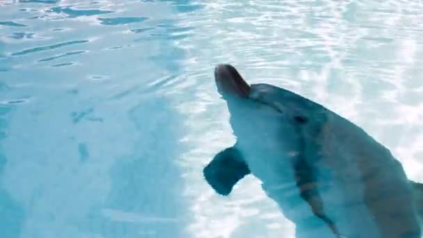 Rolig Dolphin kommer från vatten — Stockvideo