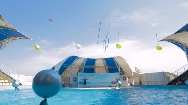 Дельфины в бутылках плавают с шариками в бассейне — стоковое видео