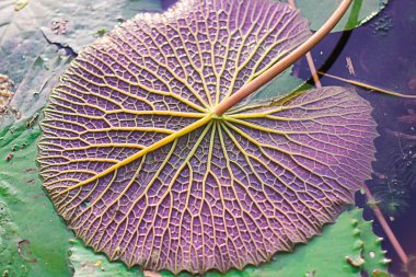 Lotus yaprağı arka plan