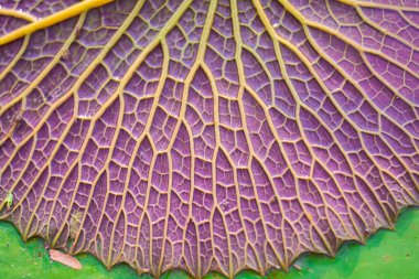 Lotus yaprağı arka plan