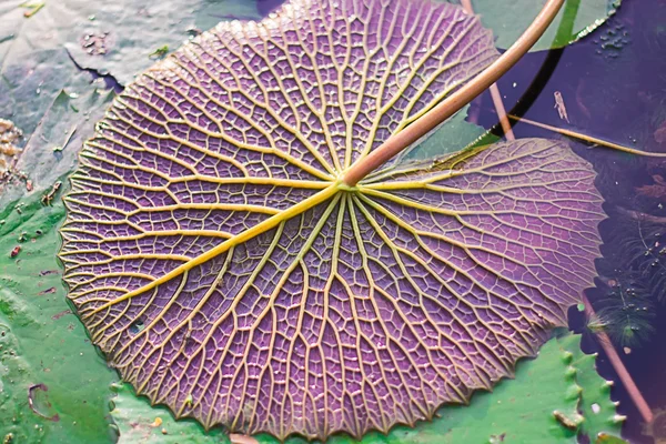 Lotus yaprağı arka plan