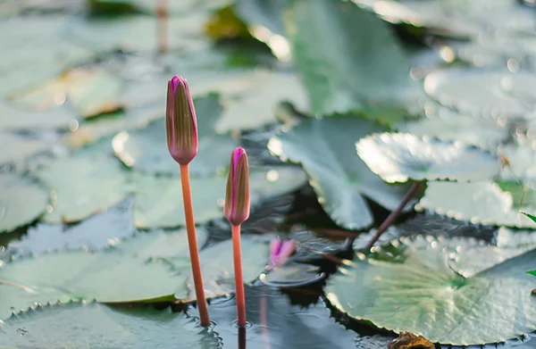 Beautiful lotus flower colorful — Stock Photo, Image