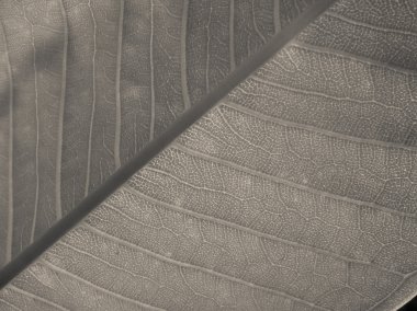 Arka plan yaprakları F