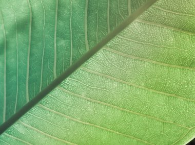 Arka plan yapraklar D