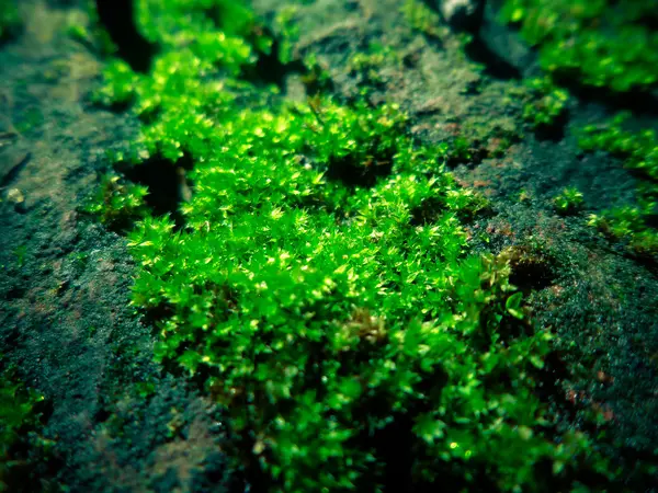 Moss C — Stok fotoğraf