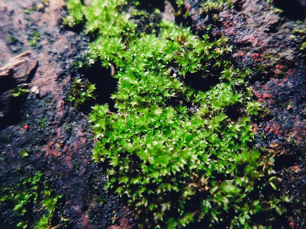 Moss A — Stok Foto