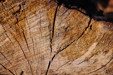 ahşap doku rengi oluşturan kapatın