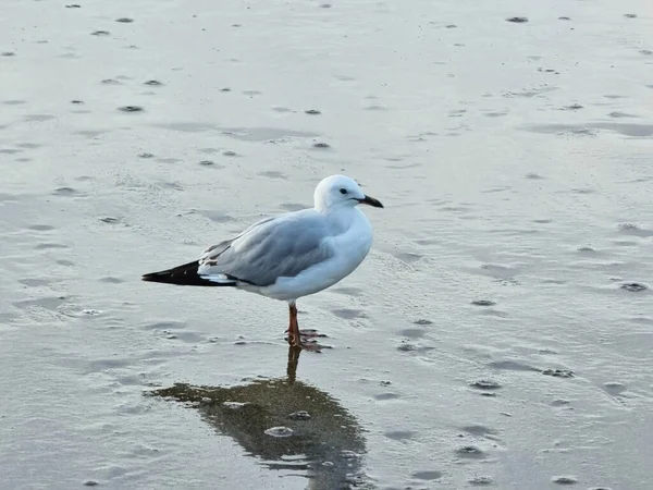 Eine Einsame Möwe Sand — Stockfoto