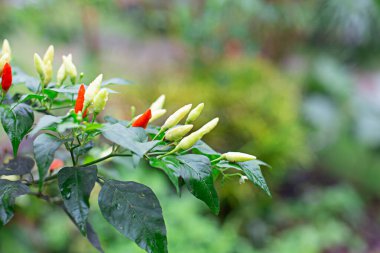Paprika bitkinin üzerinde yetişir ve yeşil yaprakları vardır. Yapraklara ve çiçeklere odaklan