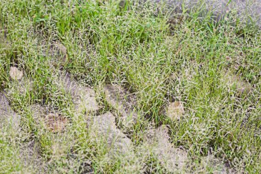 Çimen büyür, kaldırım tuğlaları yerleştirir.