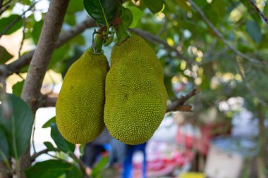 Jackfruit gövdede büyüyor. Pişince yenebilir..