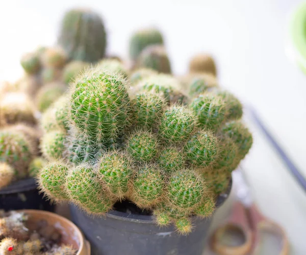 Tencerede küçük bir kaktüs, yakın plan fotoğraf.